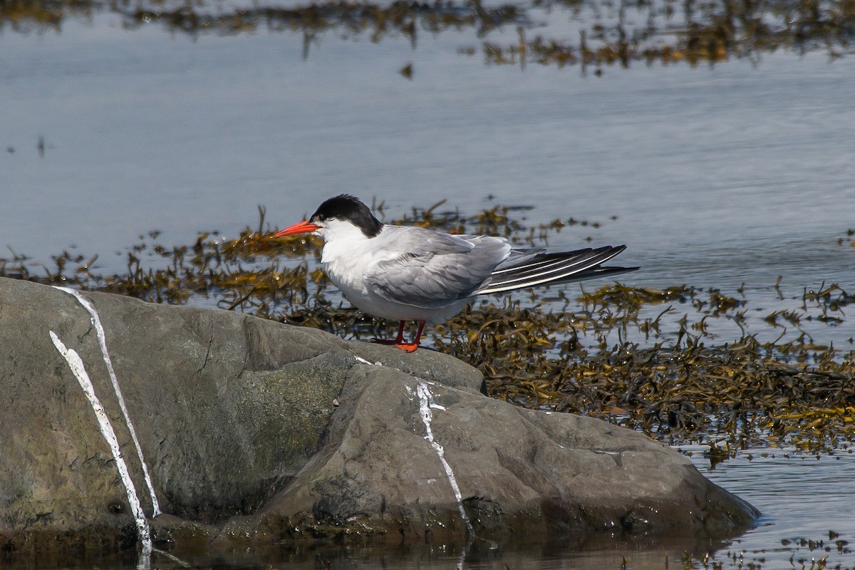 Common Tern - ML258015001