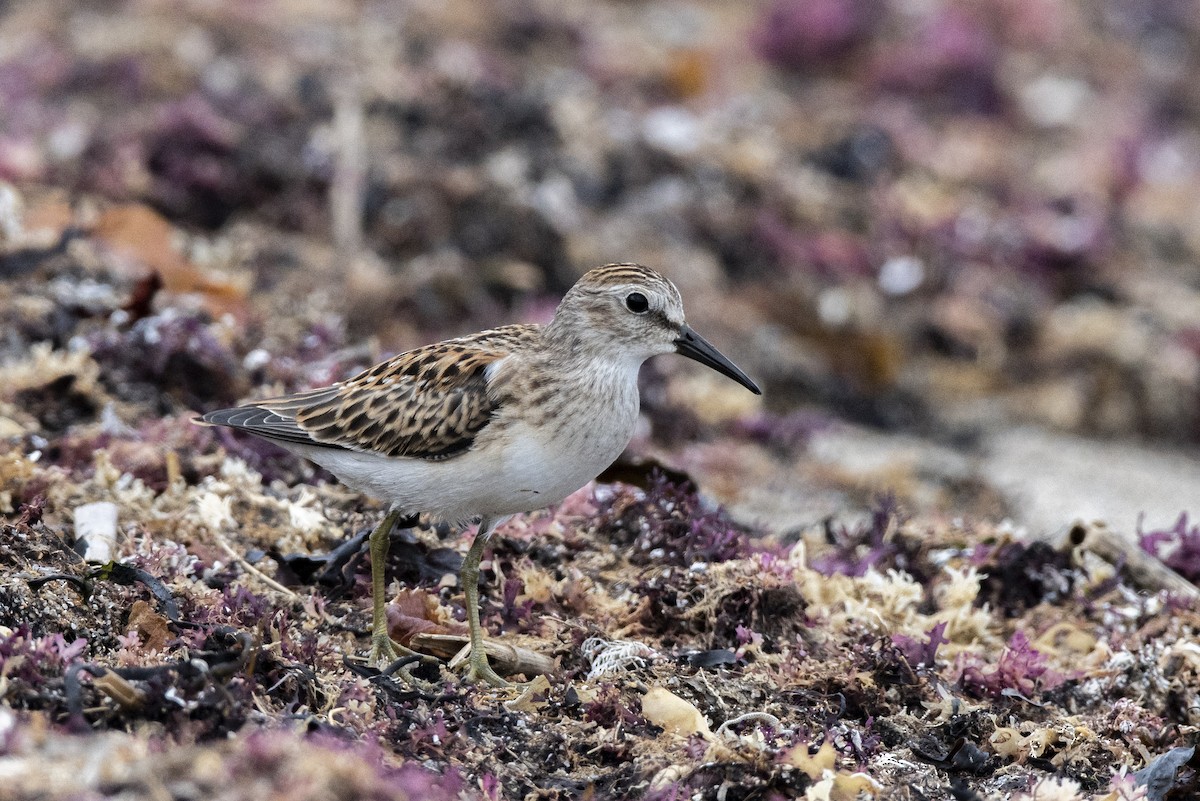 Least Sandpiper - ML258015531