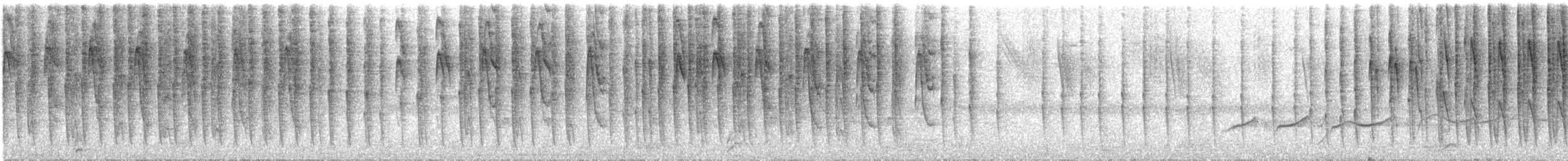 Hemispingo Orejinegro (piurae/macrophrys) - ML258015941