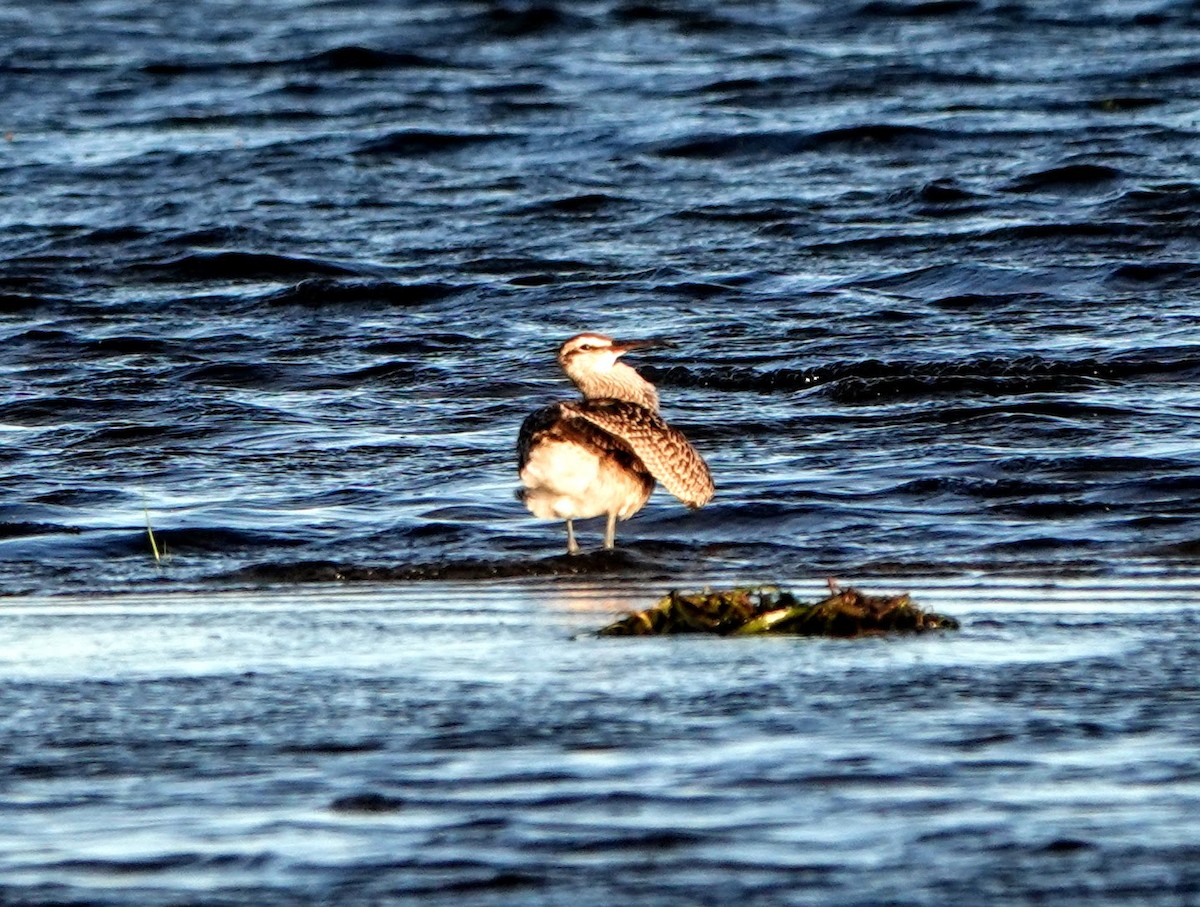 Whimbrel - Clem Nilan