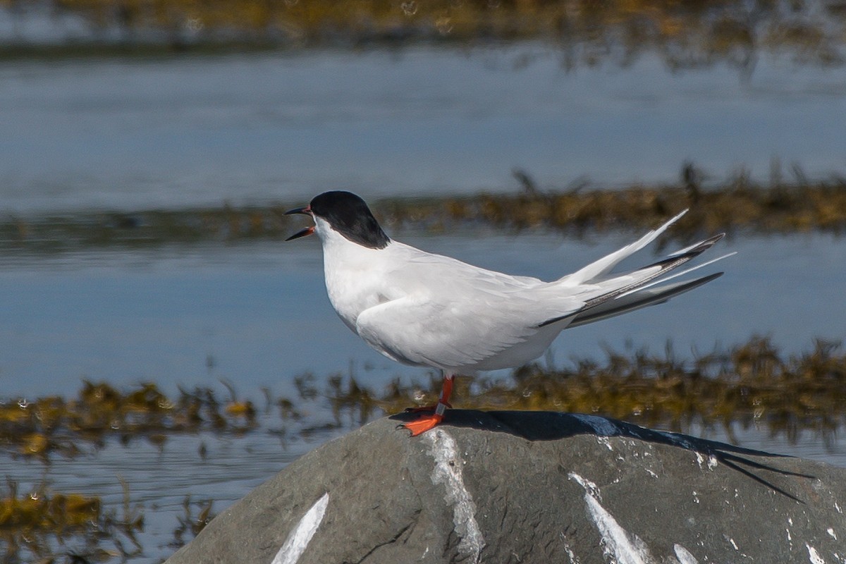 Roseate Tern - ML258017171