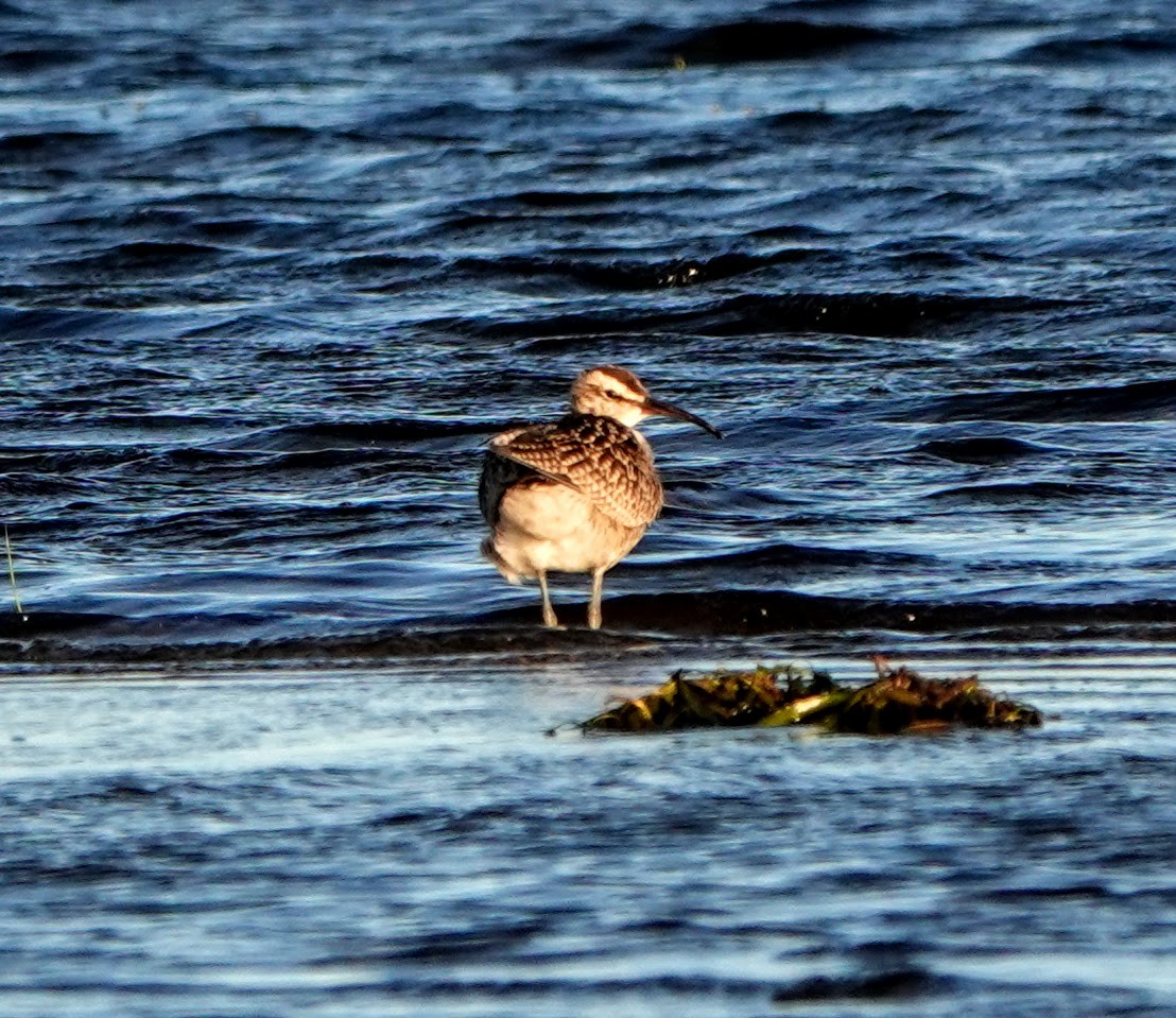 Whimbrel - Clem Nilan