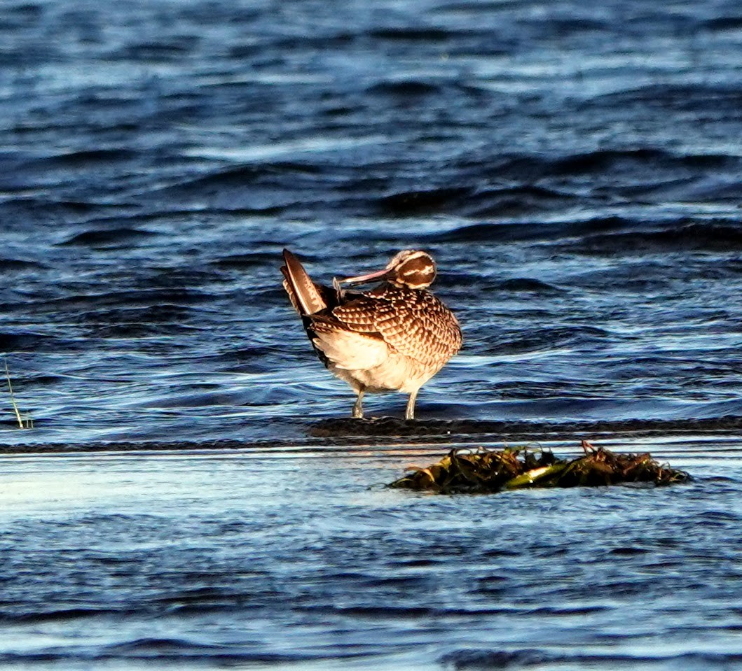 Whimbrel - Clem Nilan