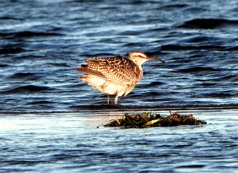 Whimbrel - Clem Nilan