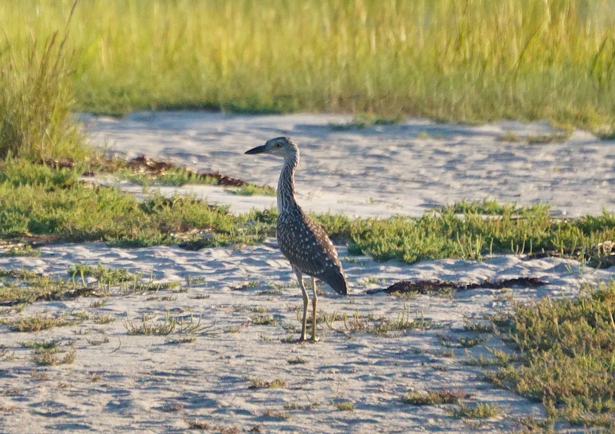 Yellow-crowned Night Heron - ML258017401