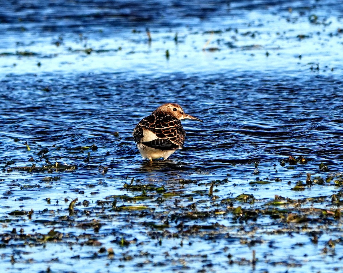 Regenbrachvogel - ML258017411