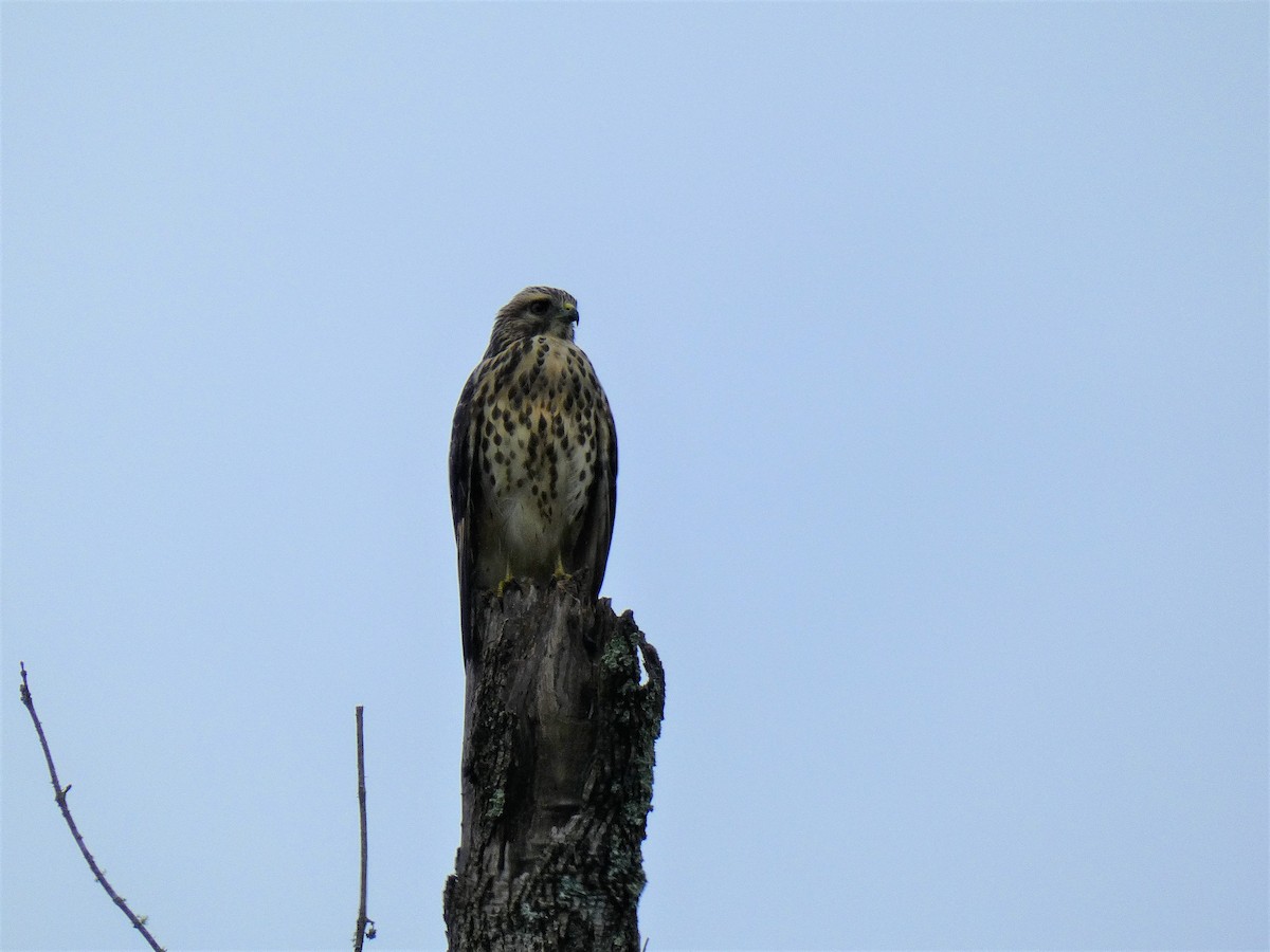 Broad-winged Hawk - Michael Robertson