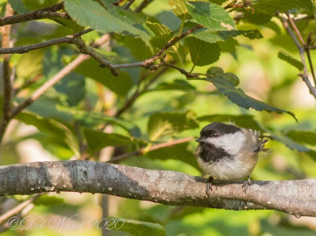 Black-capped Chickadee - ML258018321