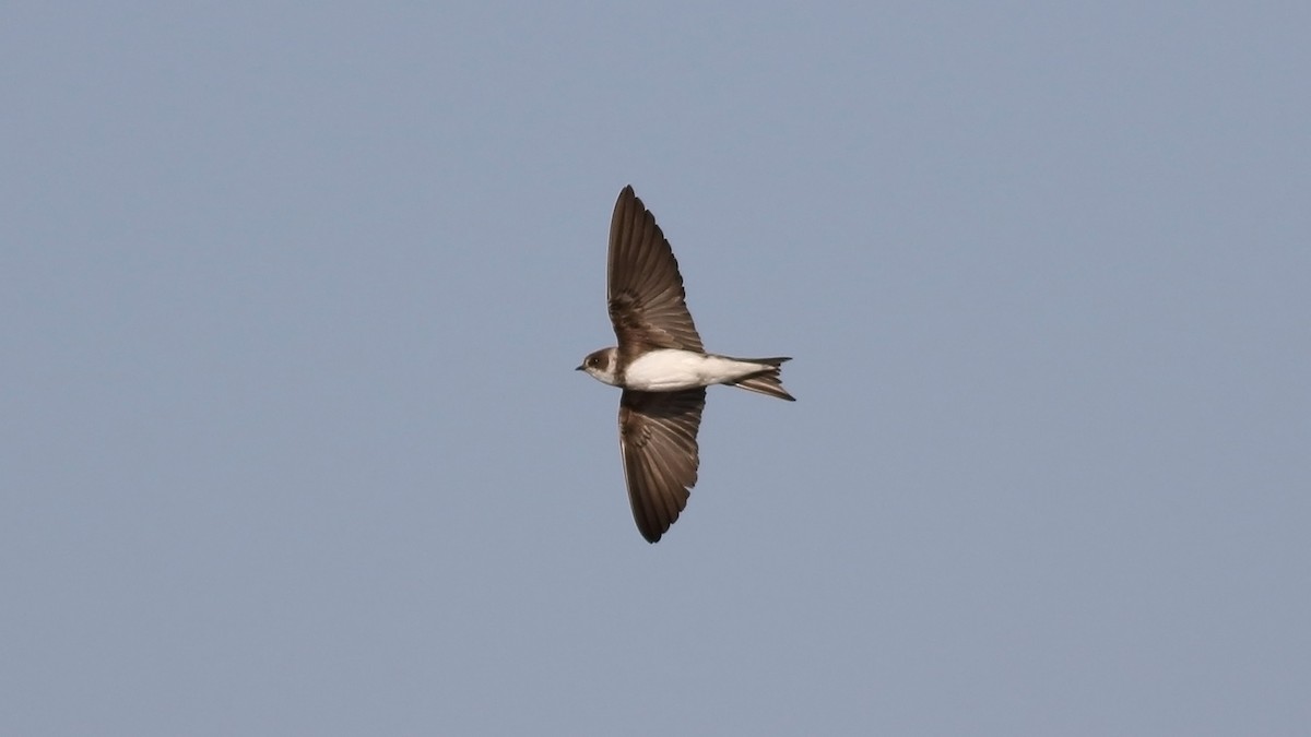 Bank Swallow - Korhan Urgup