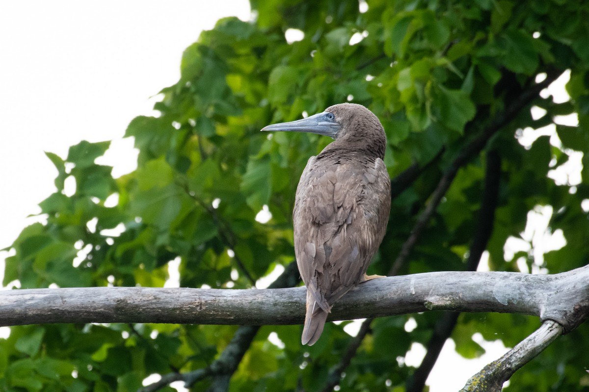 Brown Booby - ML258019671