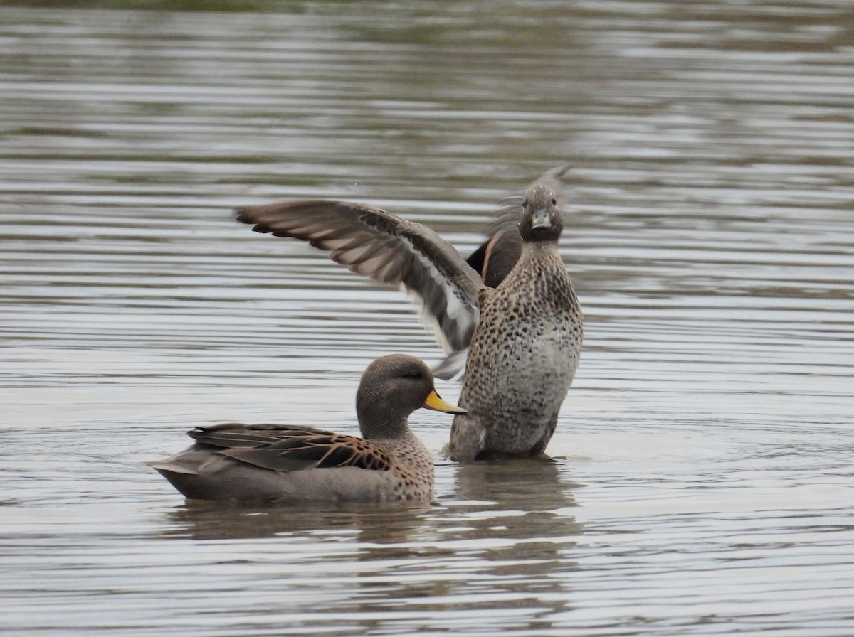 Yellow-billed Teal - ML258022561