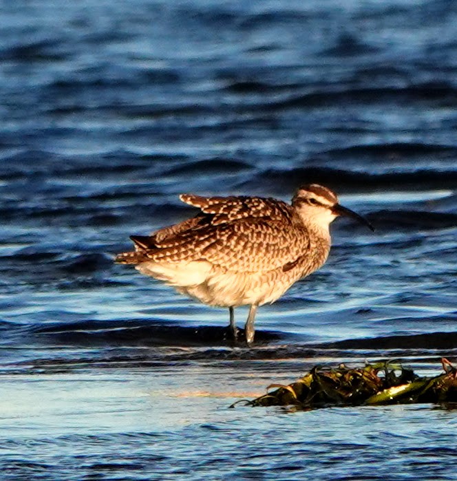 Whimbrel - Clem Nilan