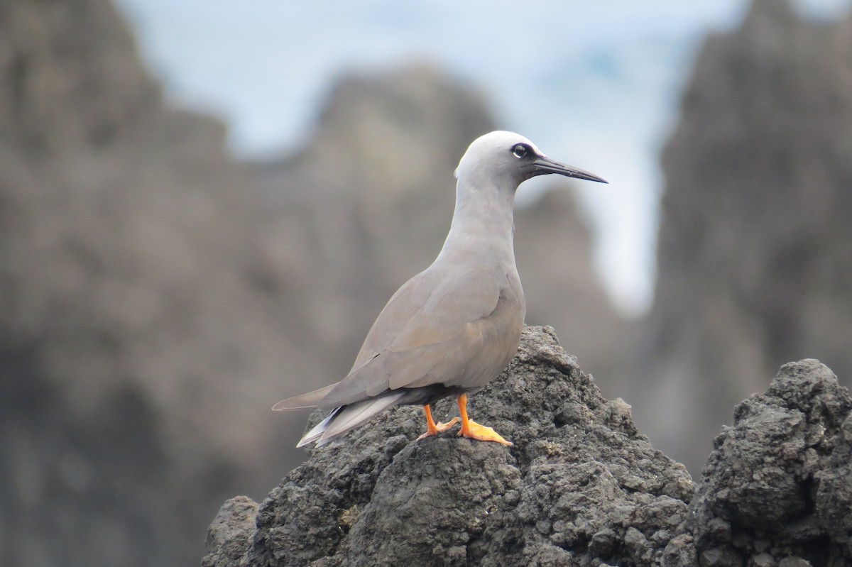 Black Noddy - Myron Gerhard