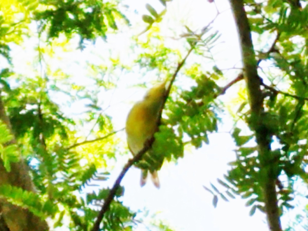 Northern Parula - ML258026521