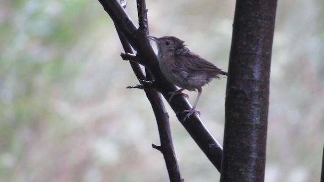 House Wren - ML258026731