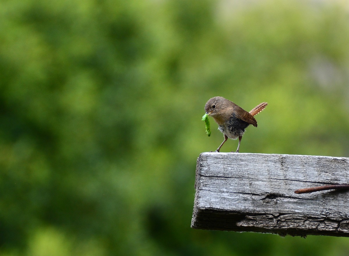 House Wren - ML258026821