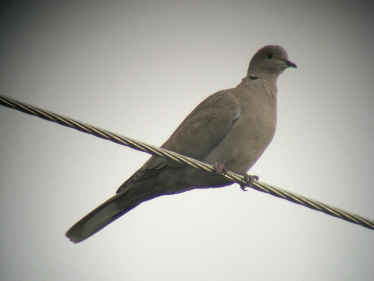 Eurasian Collared-Dove - ML25802691