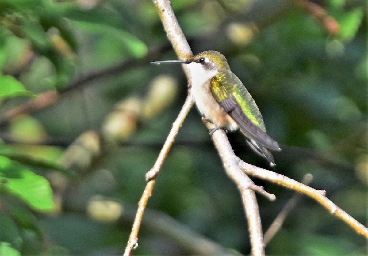 Colibri à gorge rubis - ML258028531