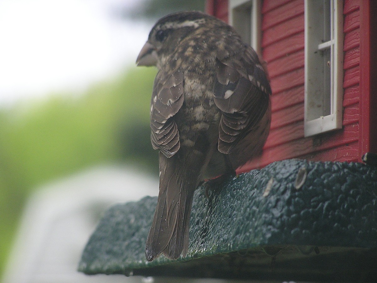 Rose-breasted Grosbeak - ML258028911