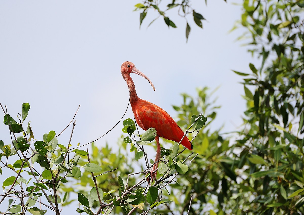 ibis rudý - ML258029141