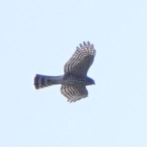 Sharp-shinned Hawk - ML258029331