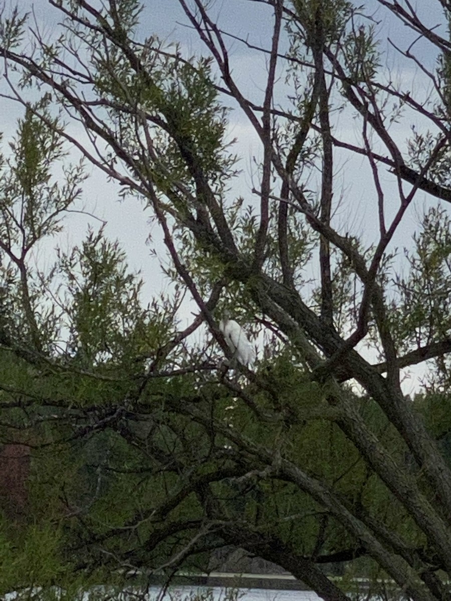 Wood Stork - ML258030411