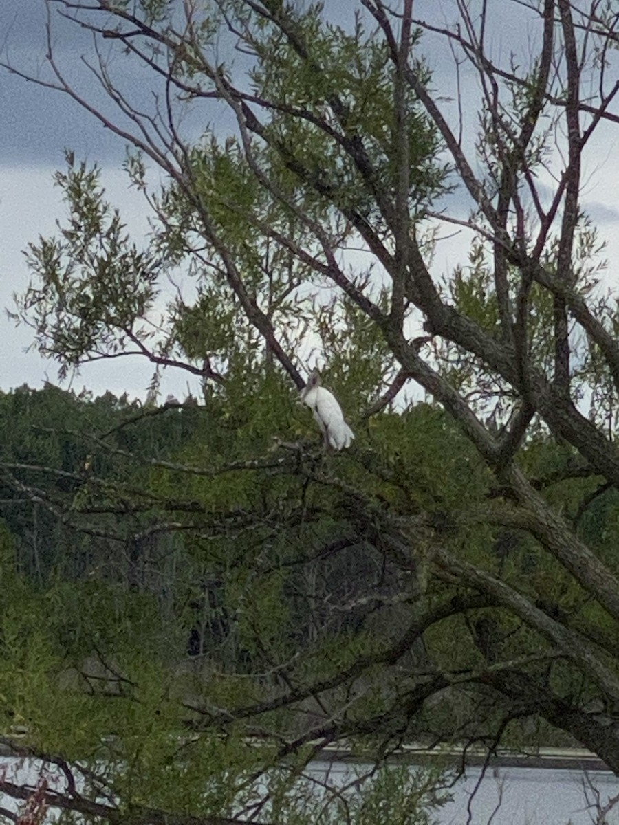 Wood Stork - Andrew Pawuk