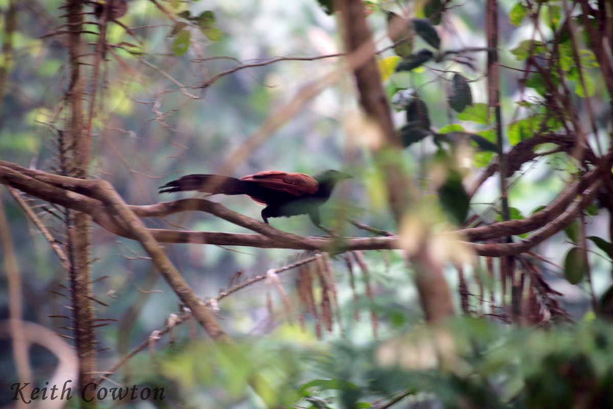 Greater Coucal - ML258031841