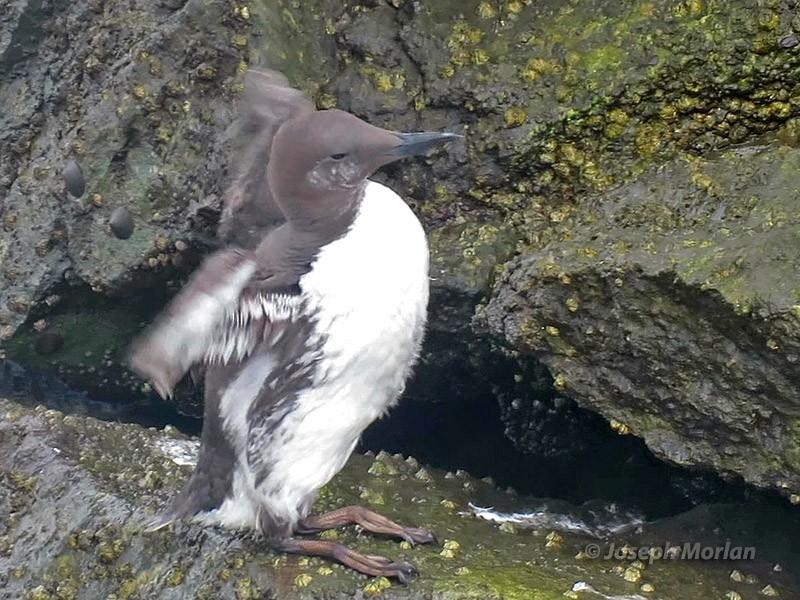 Guillemot marmette - ML258032281