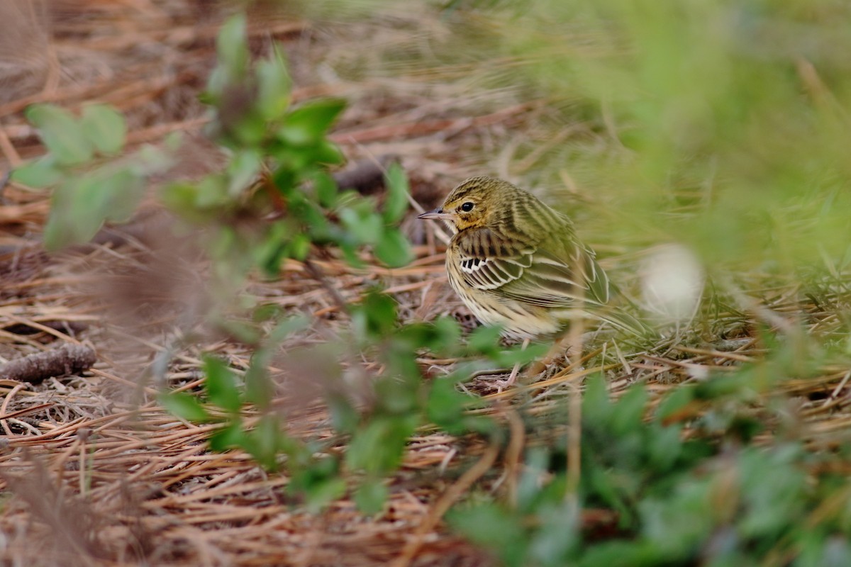 Tree Pipit - ML258033491