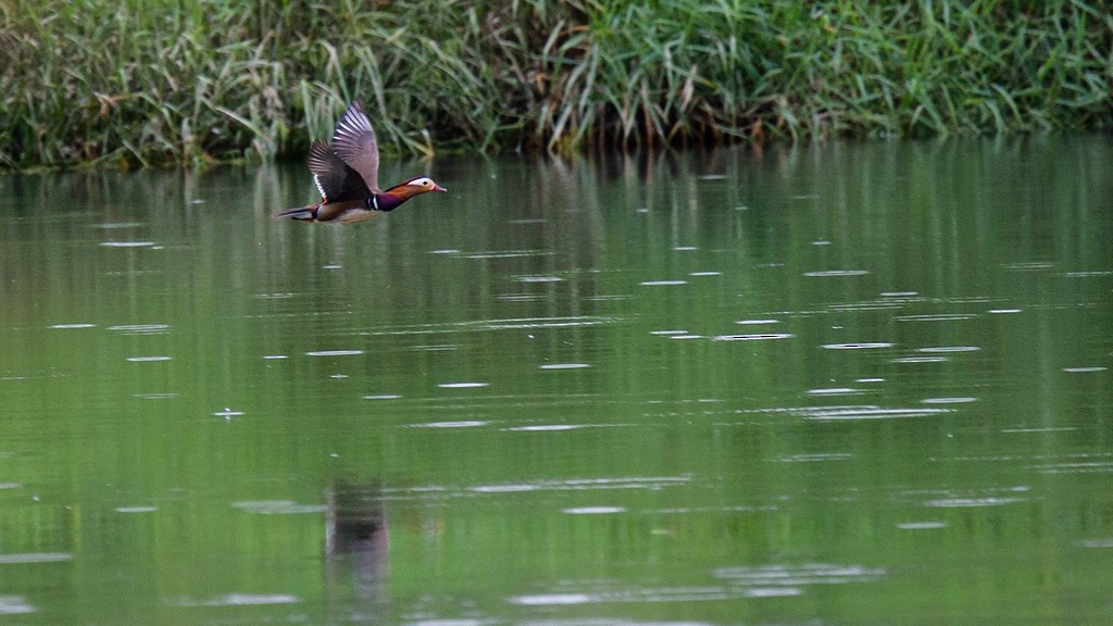 Mandarin Duck - Robert Tizard