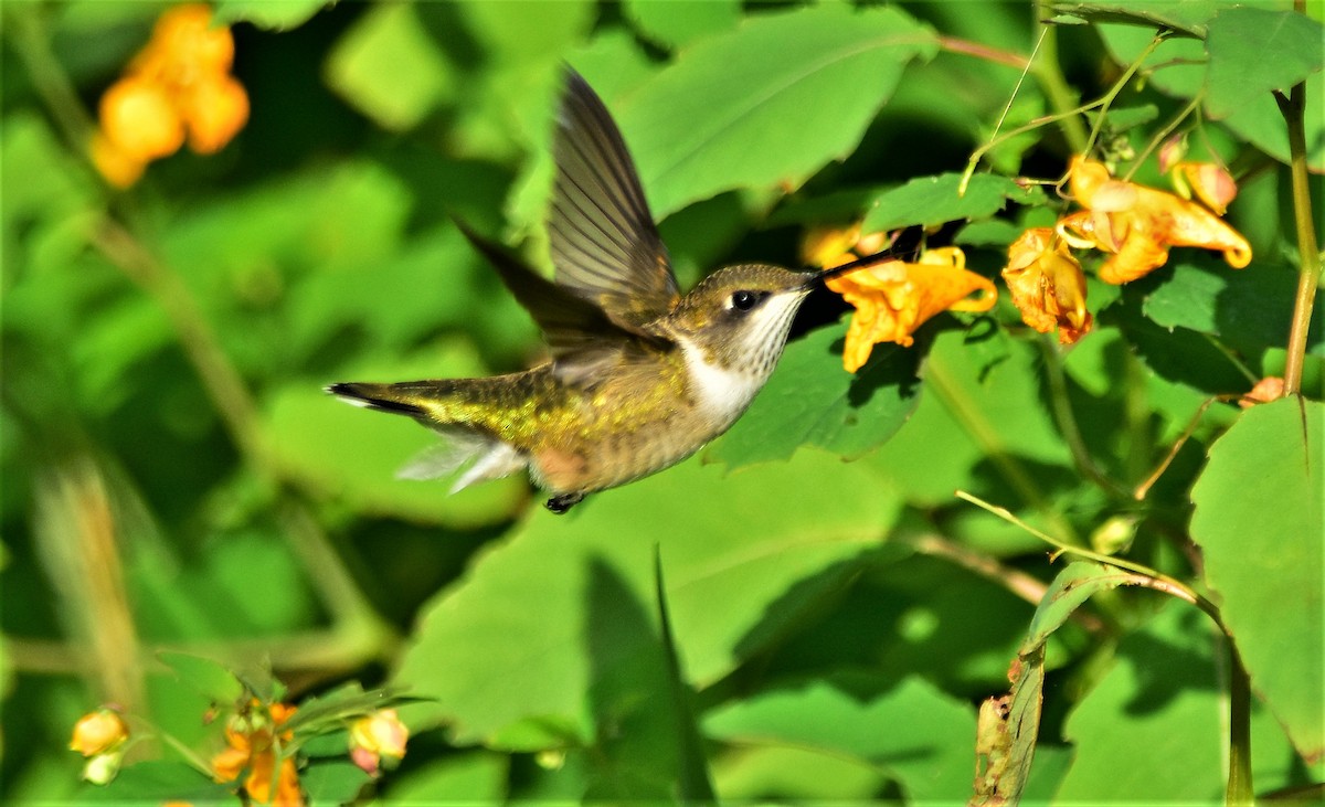 Ruby-throated Hummingbird - Robert Lange