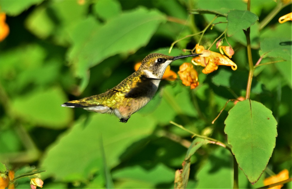 Ruby-throated Hummingbird - Robert Lange