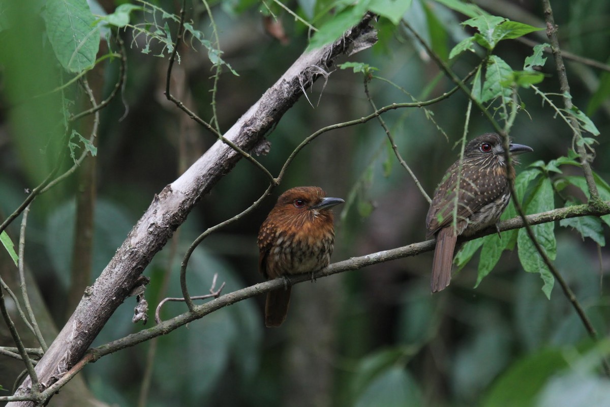 White-whiskered Puffbird - ML258035301