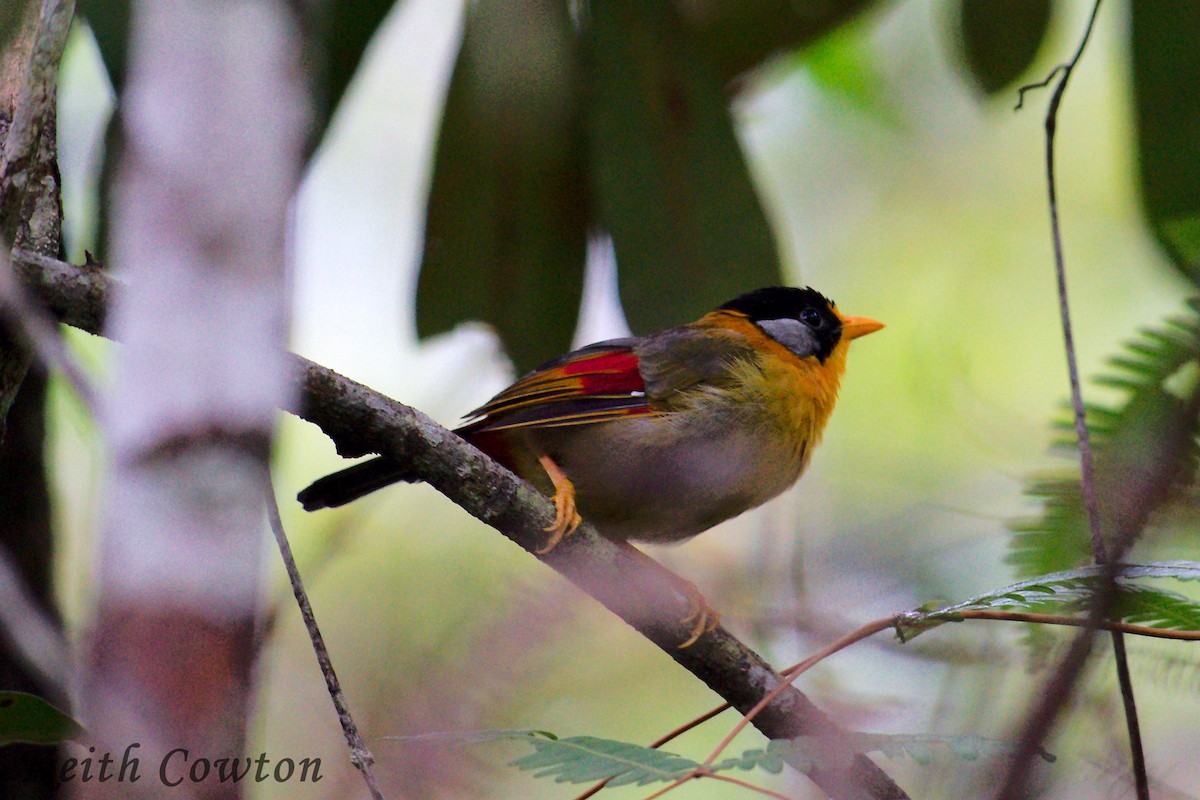 Silver-eared Mesia - ML258035941