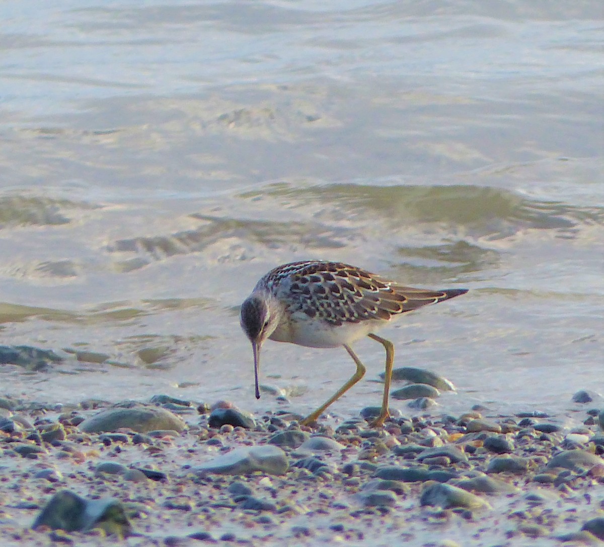 Bindenstrandläufer - ML258038061