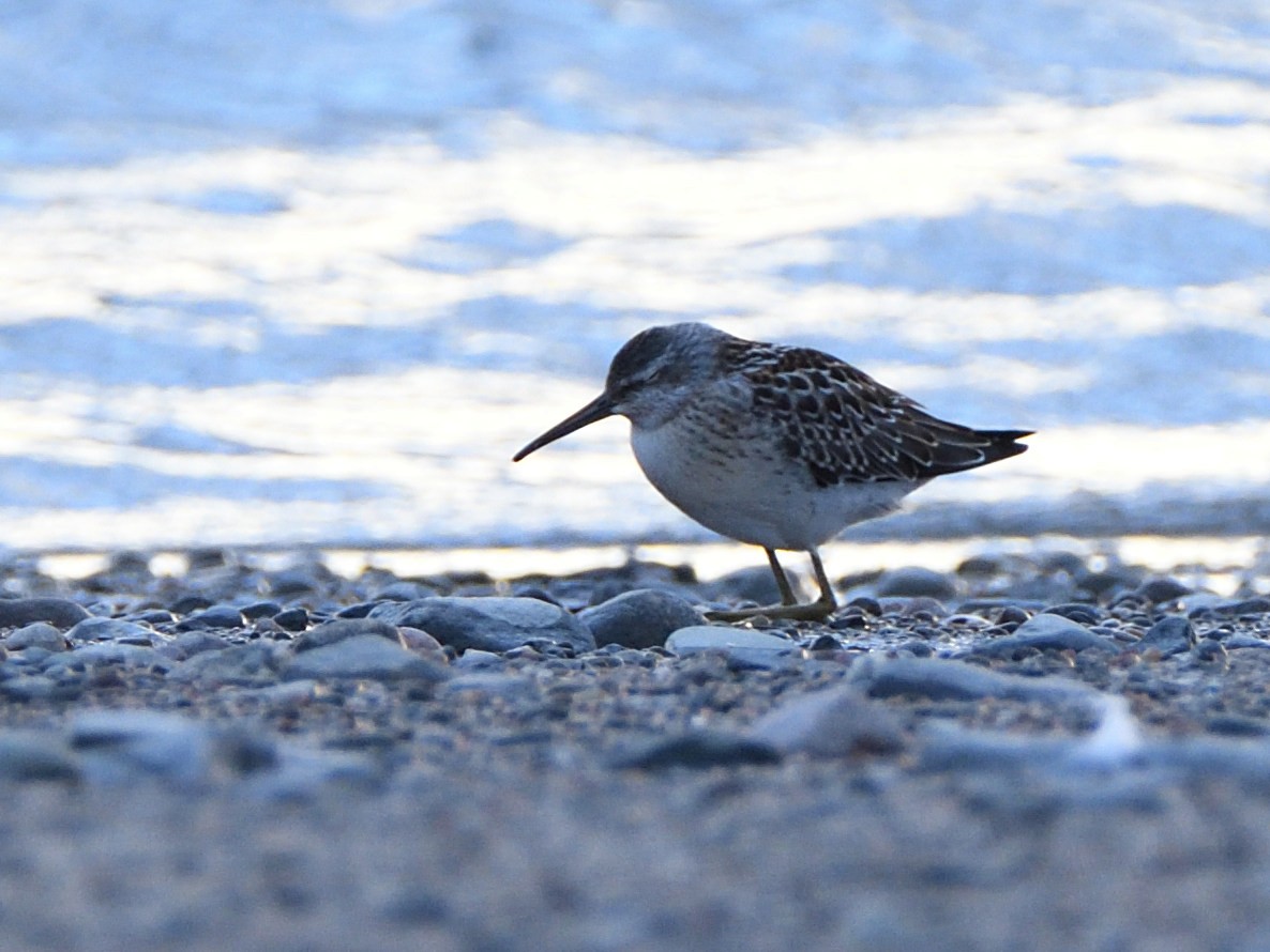 Bindenstrandläufer - ML258039131