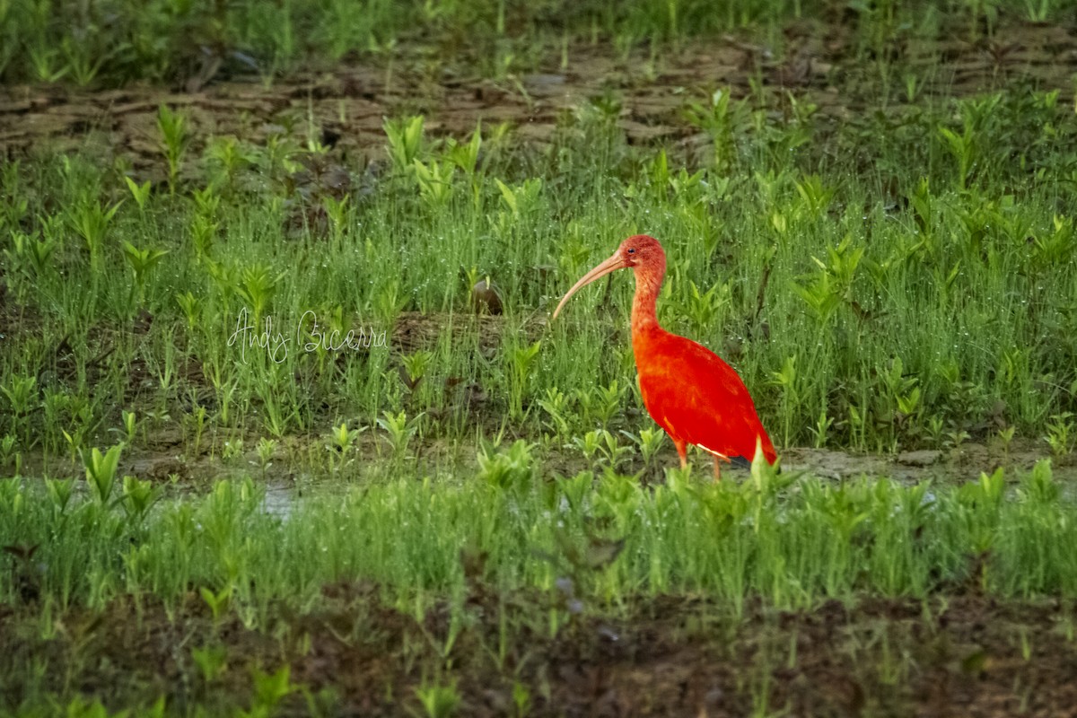 Scarlet Ibis - ML258039321
