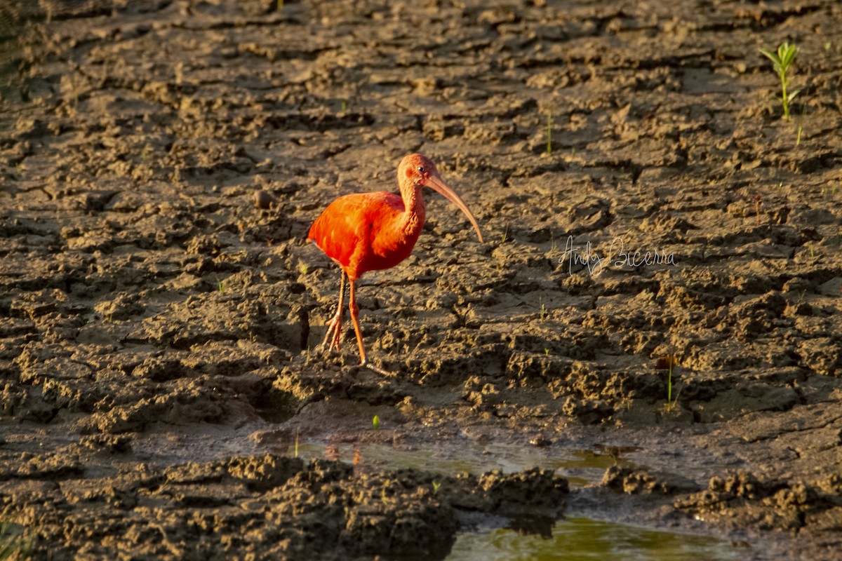 Scarlet Ibis - ML258039491