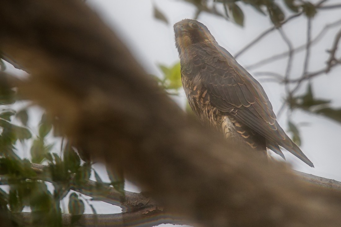 Peregrine Falcon - Jill Wussow