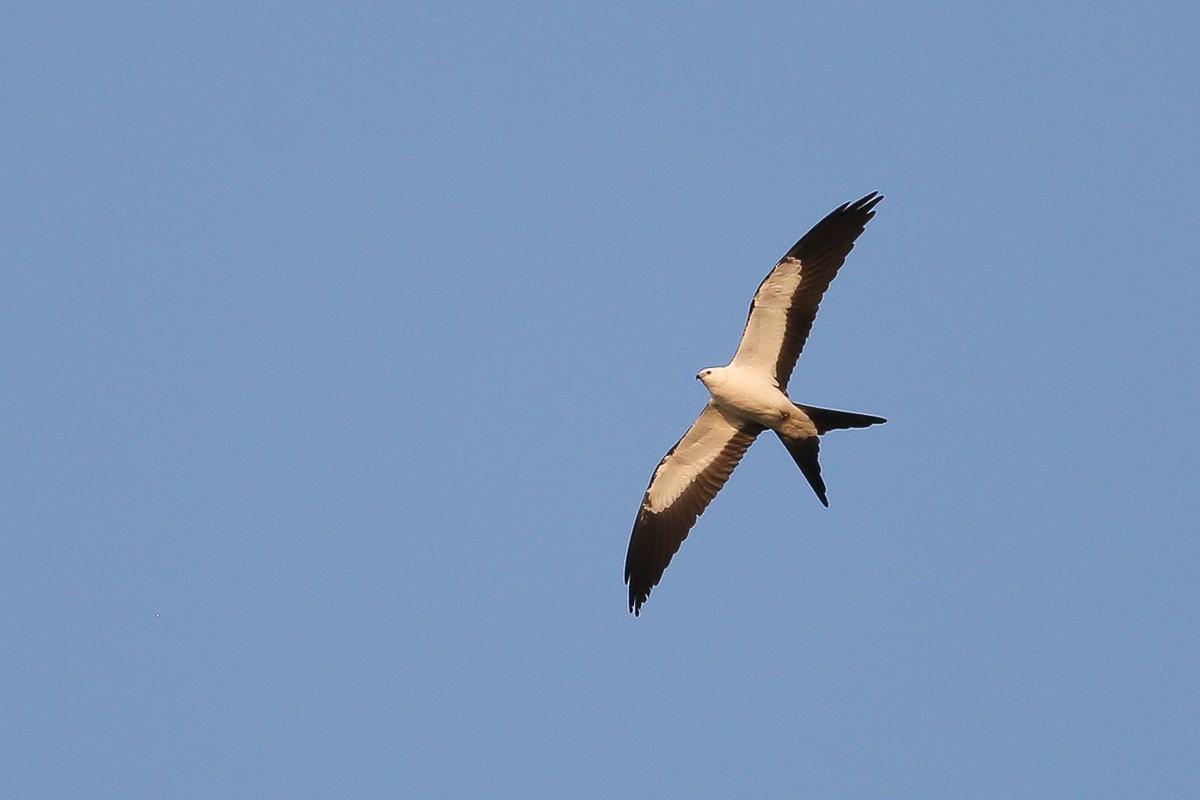 Swallow-tailed Kite - ML258041381