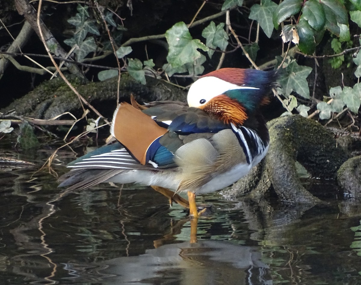 Mandarin-ahatea - ML25804211