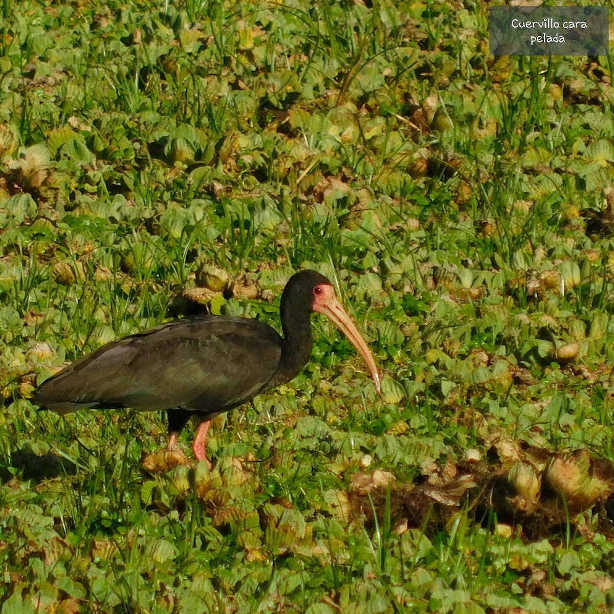 Bare-faced Ibis - ML258043341