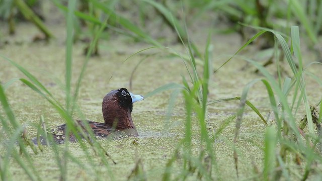 Masked Duck - ML258043911