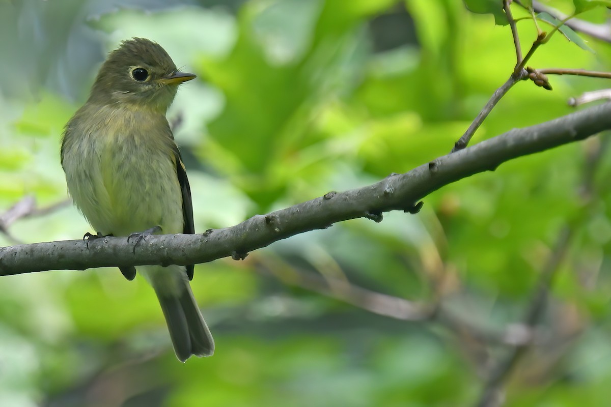 Yellow-bellied Flycatcher - Lev Frid