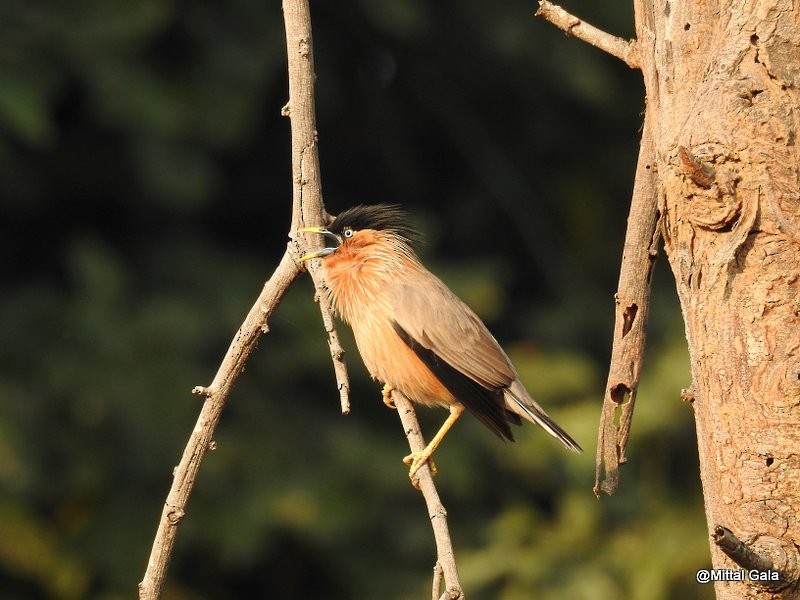 Brahminy Starling - ML25804611