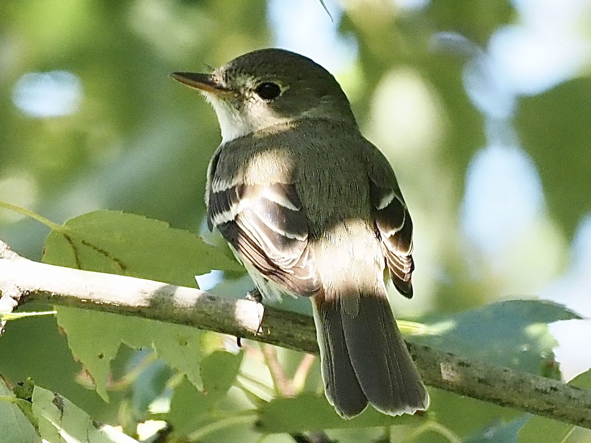 Alder/Willow Flycatcher (Traill's Flycatcher) - ML258047621