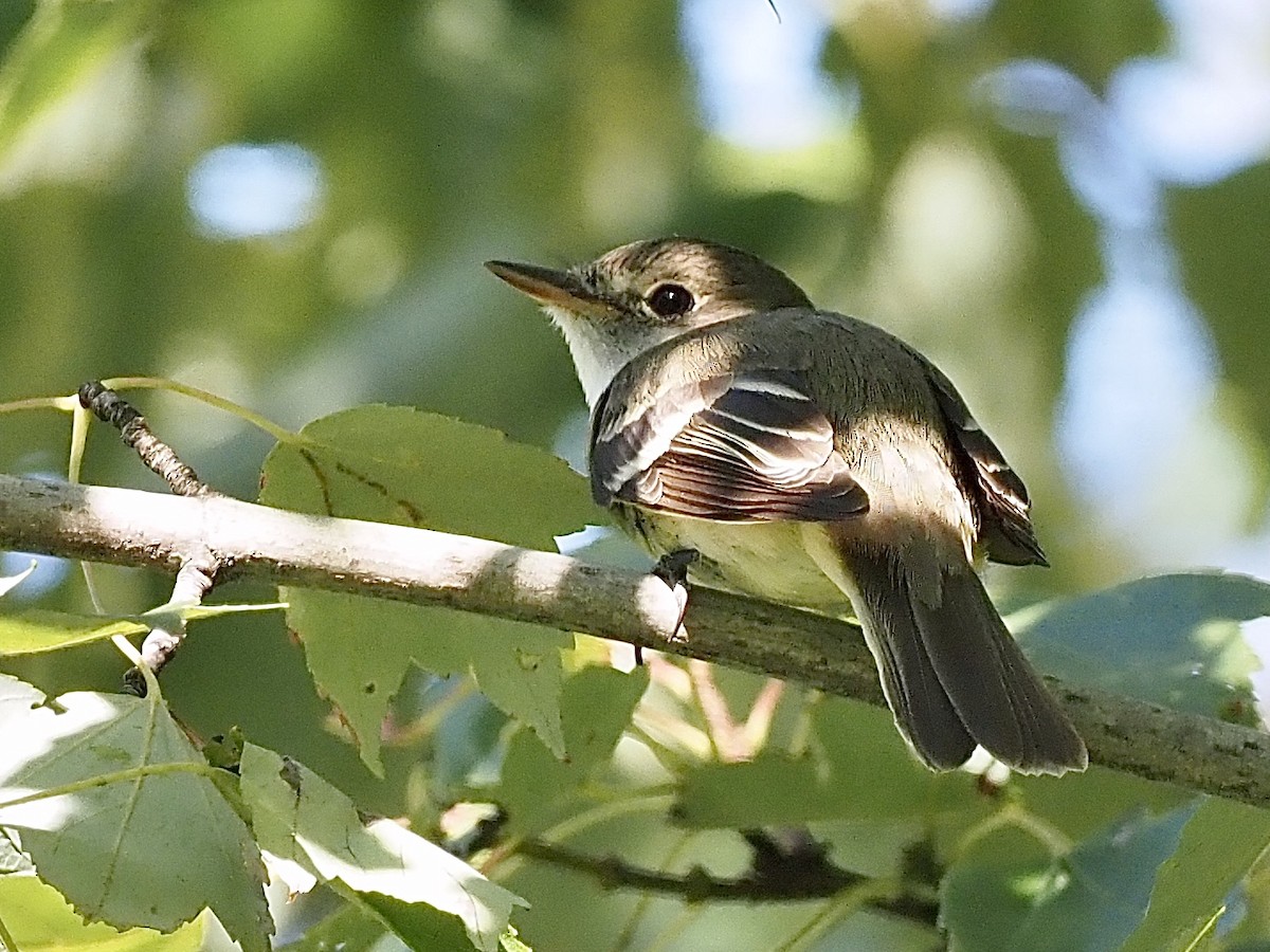 Alder/Willow Flycatcher (Traill's Flycatcher) - ML258047751