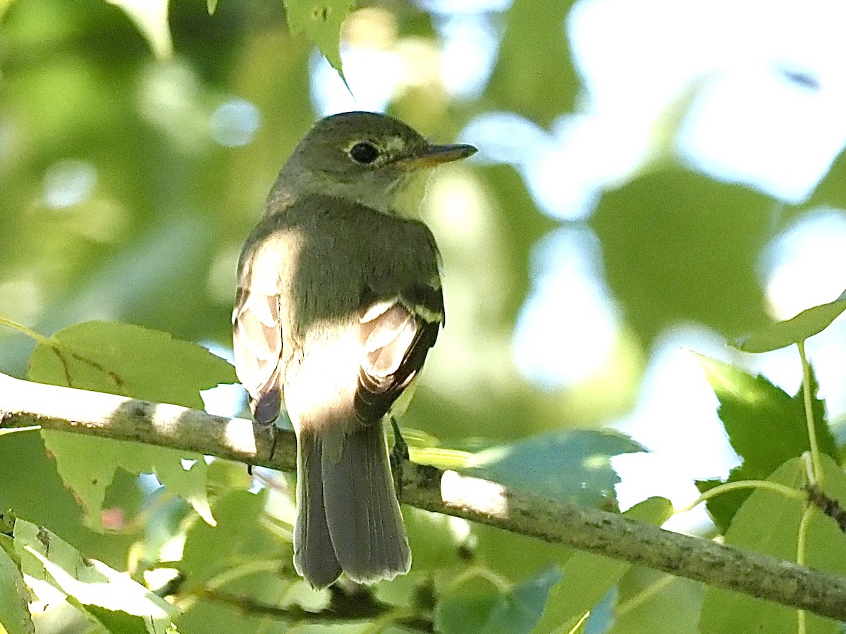 Alder/Willow Flycatcher (Traill's Flycatcher) - ML258047791