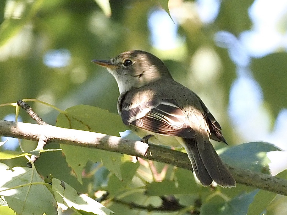 Alder/Willow Flycatcher (Traill's Flycatcher) - ML258047831
